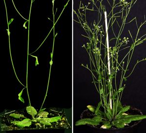 Arabidopsis thaliana con diferentes patrones de ramificación.